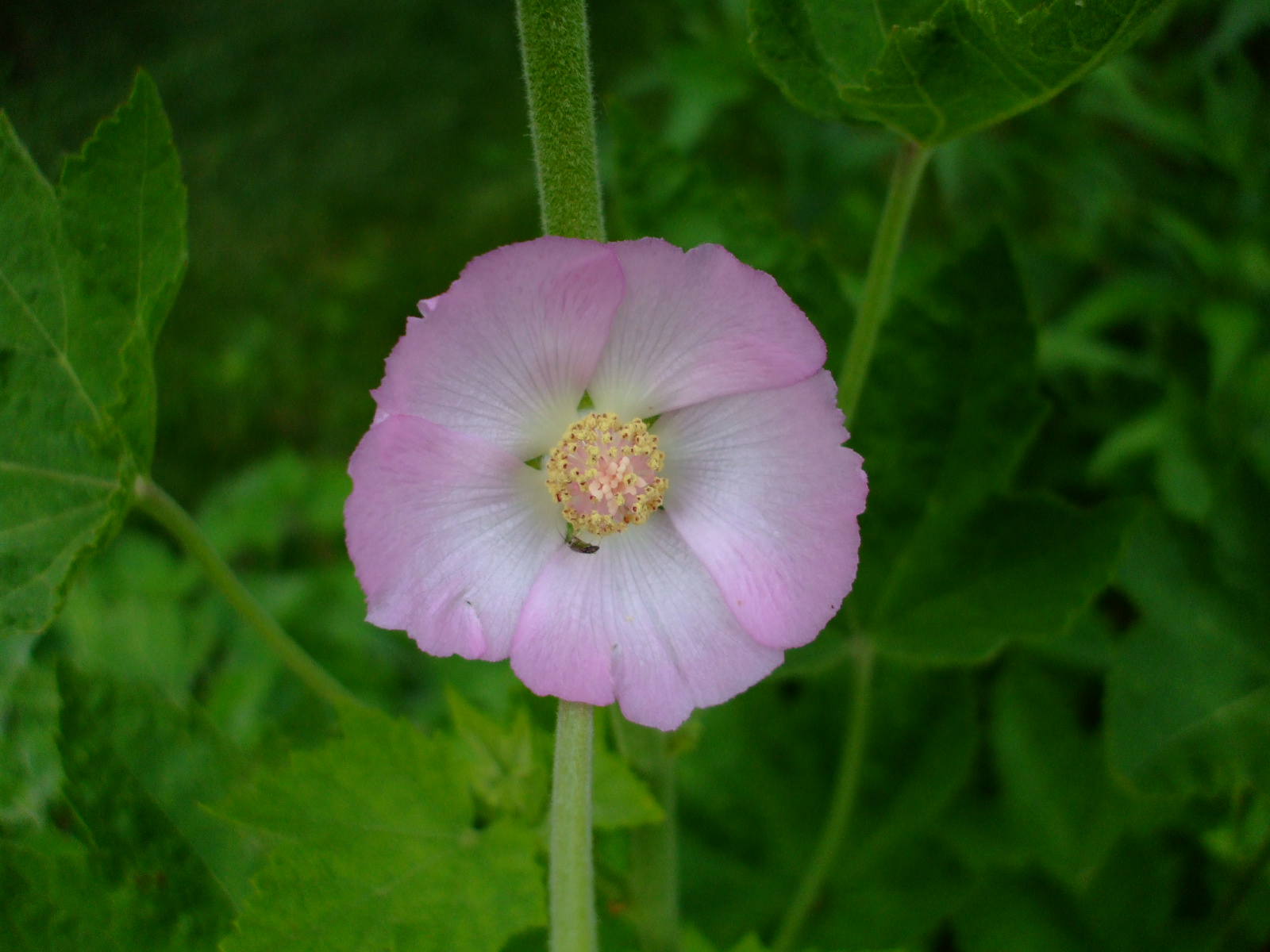 Iliamna remota